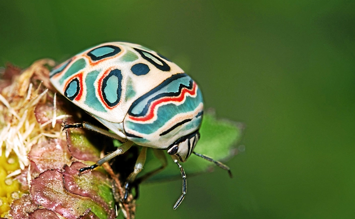 picasso bug poisonous picasso bug poisonous