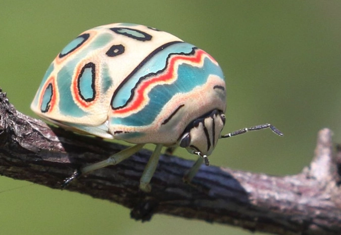 picasso bug poisonous picasso bug poisonous