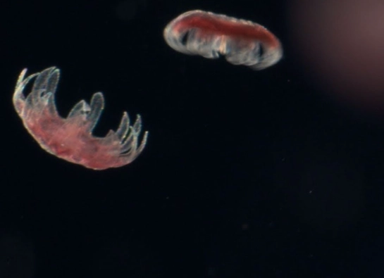 jellyfish reproduction