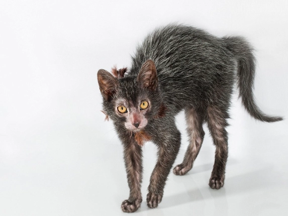lykoi cat breed lykoi cat breed