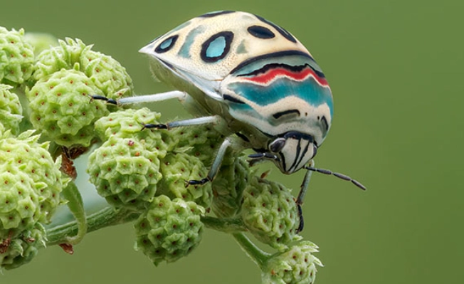 is the picasso bug poisonous is the picasso bug poisonous