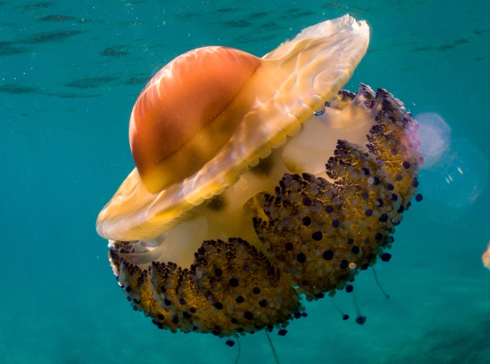 jellyfish reproduction