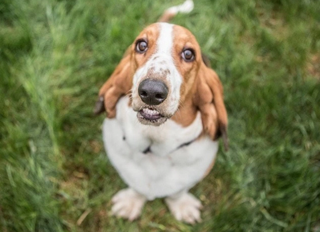 Basset Shepherd