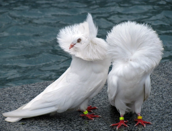 black and white cuckoo