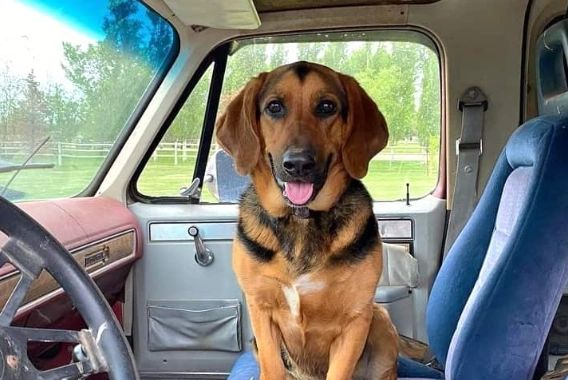 German Shepherd Basset Hound mix