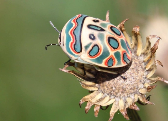 is the picasso bug poisonous is the picasso bug poisonous
