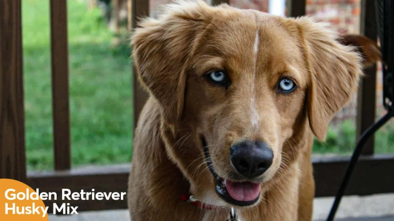 husky golden retriever mix