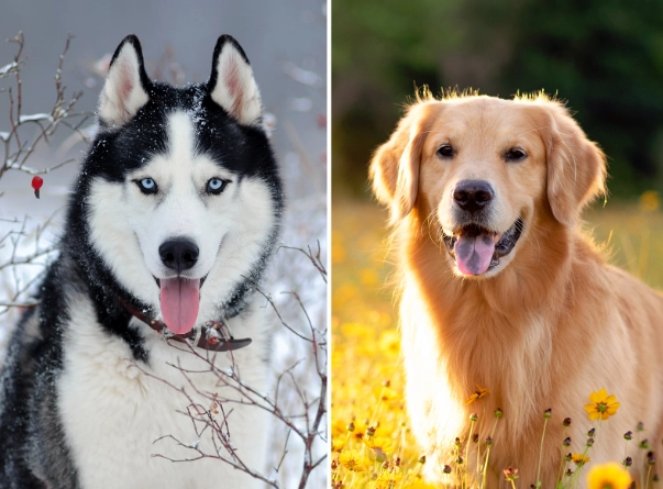 siberian husky golden retriever mix