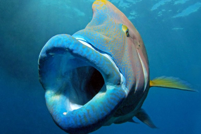 fish with human like teeth