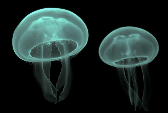 how do jellyfish mate