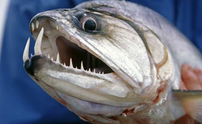 fish with teeth and lips