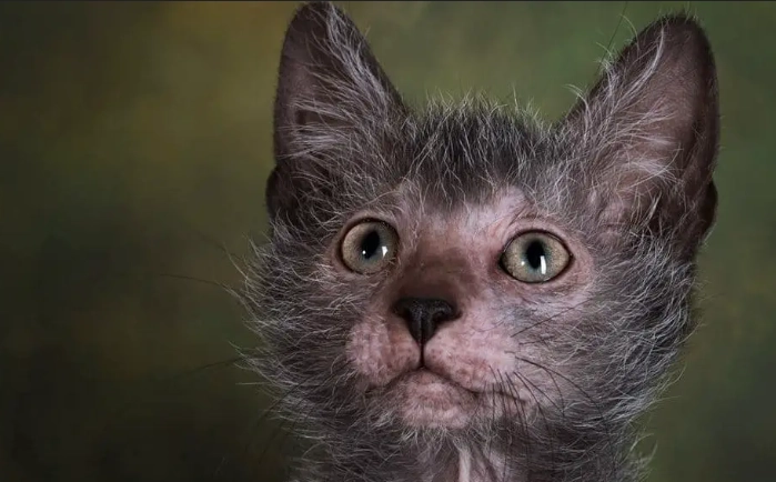 werewolf cat for sale werewolf cat for sale