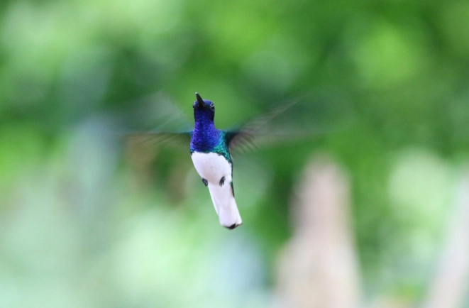 black and white cuckoo