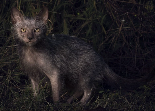 lykoi cat breed lykoi cat breed