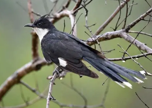 pied crested cuckoo