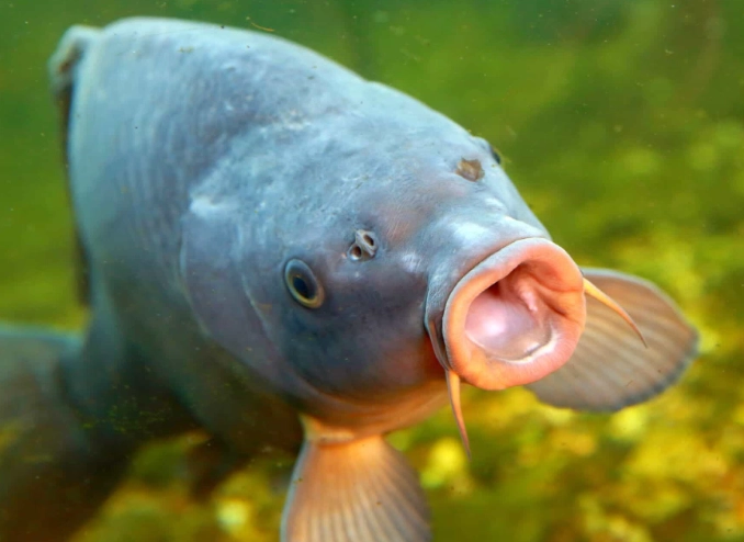 fish with teeth and lips