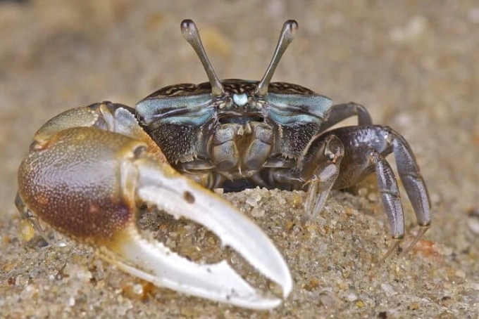 fiddler crab care