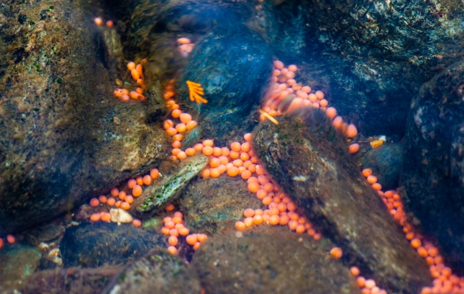 how do jellyfish mate