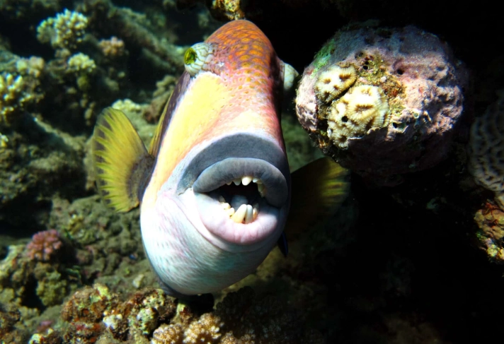 fish with human like teeth