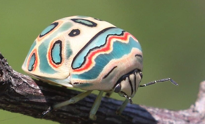 Picasso bug location