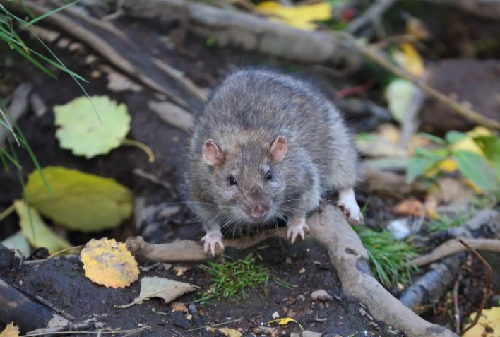 what is the rarest rat