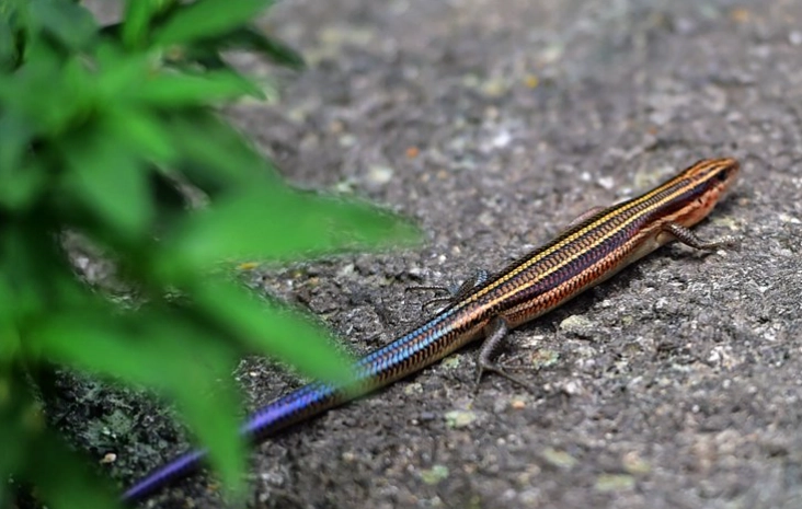 are blue-tailed lizards rare