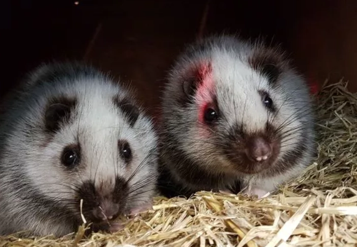 what is the rarest rat