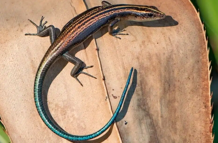 blue-tailed lizard rarity