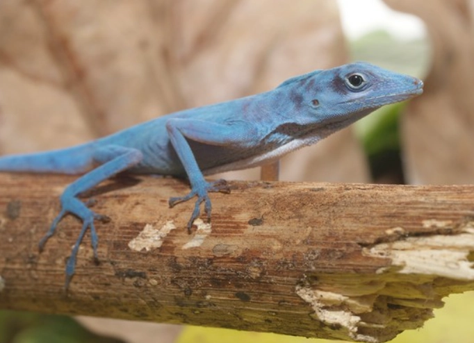 blue lizard rarity blue lizard rarity