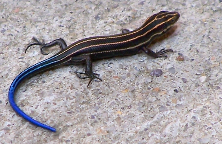 five-lined skink conservation