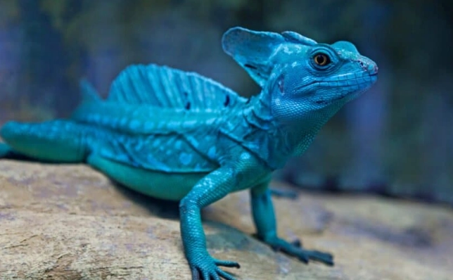 blue-tongued skink blue-tongued skink