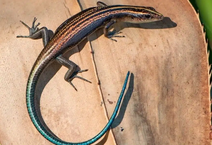 rare blue lizard species rare blue lizard species