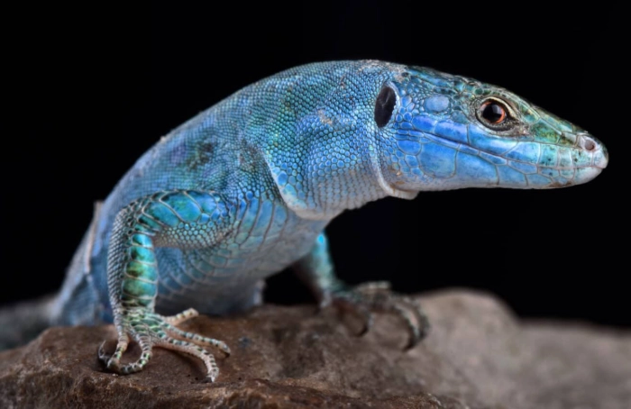 blue lizard rarity blue lizard rarity