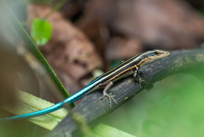blue-tailed lizard rarity