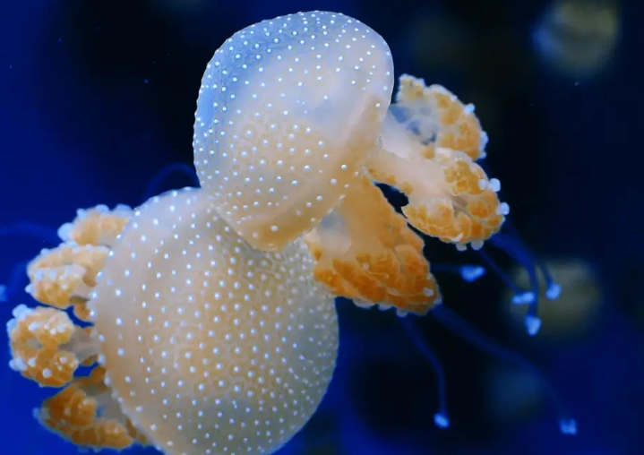 do jellyfish lay eggs do jellyfish lay eggs