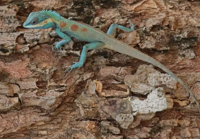 blue-tongued skink blue-tongued skink