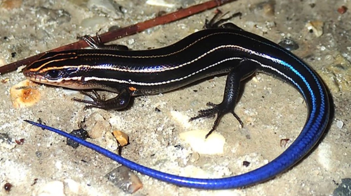 five-lined skink conservation