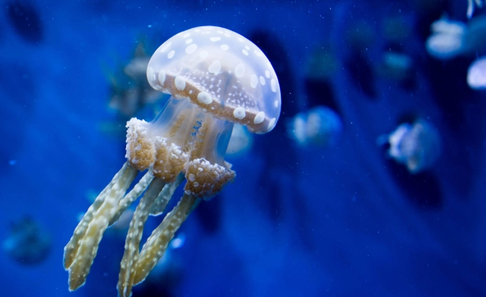 do jellyfish lay eggs do jellyfish lay eggs