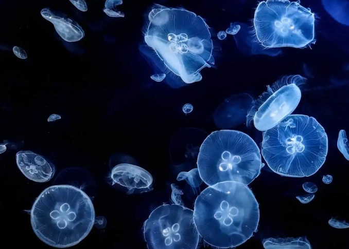 jellyfish life cycle jellyfish life cycle