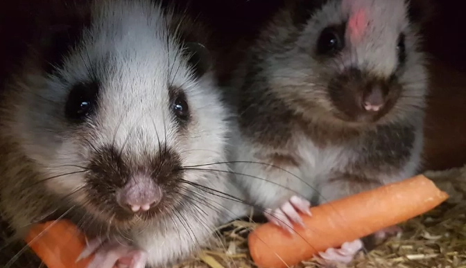 most endangered rat species