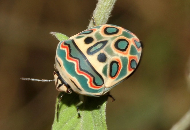Picasso bug location