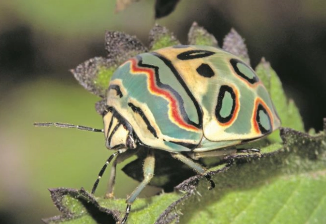 Picasso bug location
