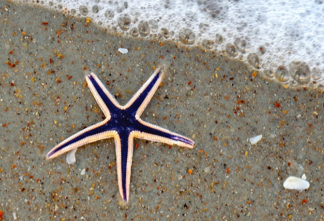 Florida beachcombing