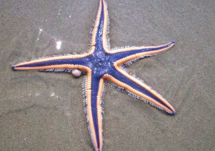 Florida starfish identification