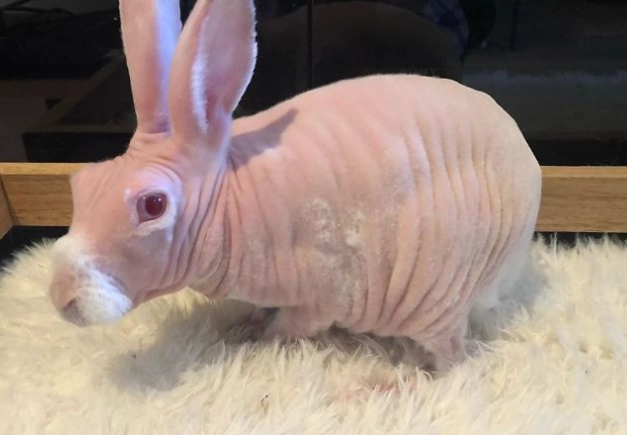 Sphynx rabbit Sphynx rabbit