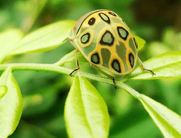 colorful shield bug