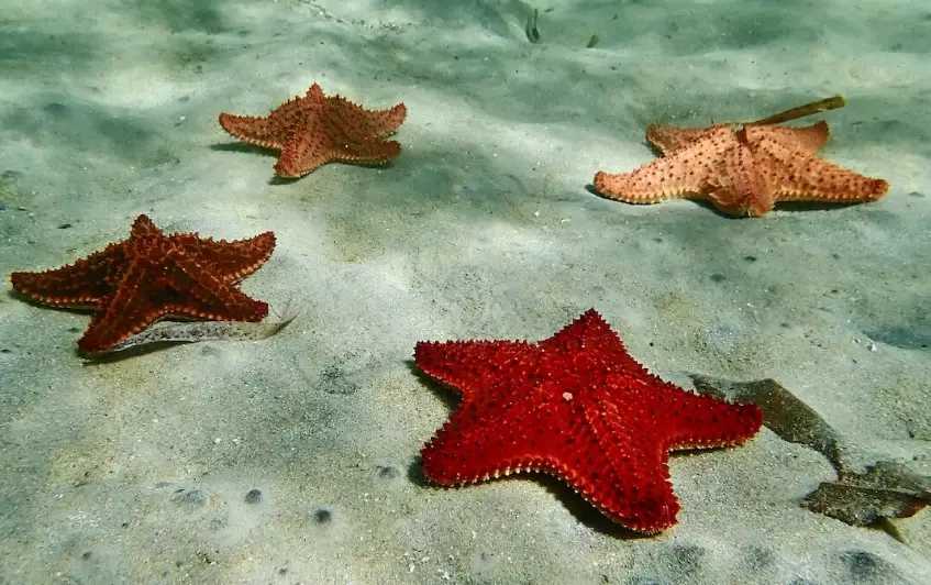 Florida beachcombing
