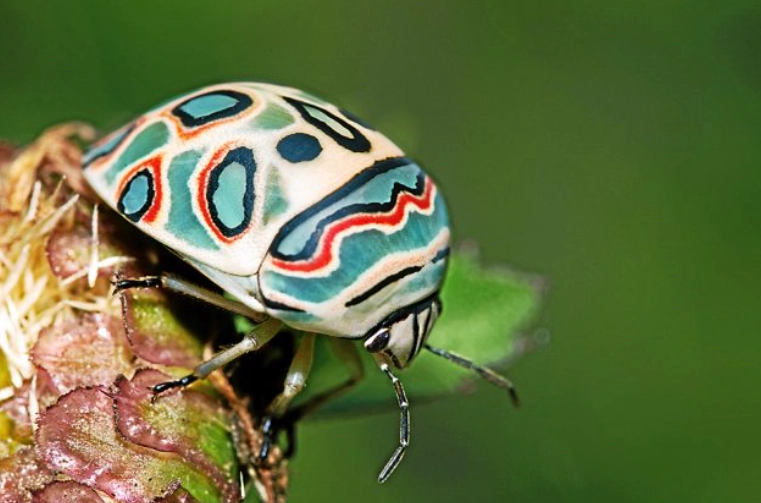 Sphaerocoris annulus