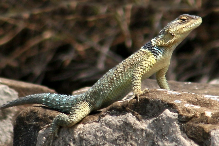 Blue spiny lizard care