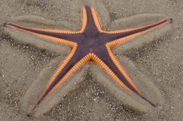 Florida beachcombing